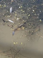 Lithobates clamitans