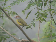 Cyclarhis gujanensis