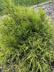 Chamaecyparis pisifera