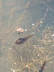 Lithobates clamitans
