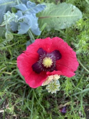 Papaver somniferum