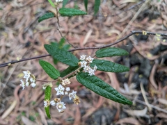 Commersonia dasyphylla