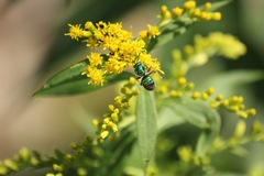 Augochloropsis viridula
