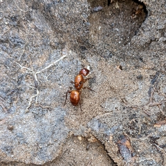 Camponotus castaneus