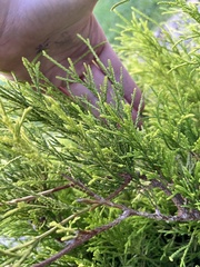 Chamaecyparis pisifera