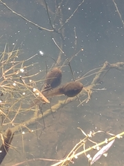 Lithobates clamitans