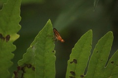 Tetanocera
