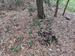 Commersonia dasyphylla