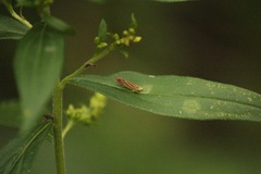 Graphocephala coccinea