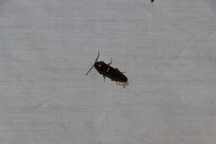 Elateridae