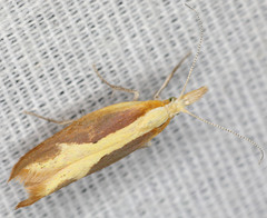 Ypsolopha dentiferella