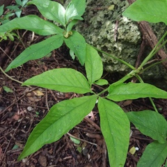 Syngonium