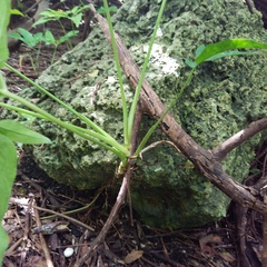 Syngonium