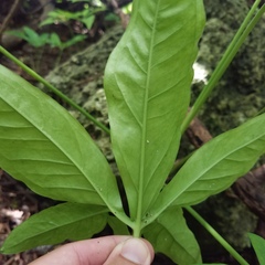 Syngonium
