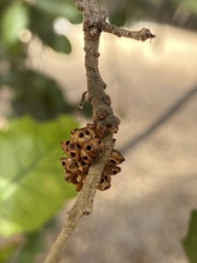 Callirhytis serricornis