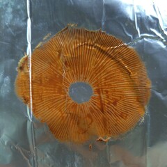 Gymnopilus palmicola