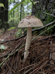 Amanita rhacopus