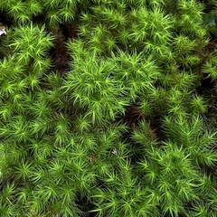 Dendroligotrichum dendroides