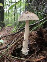 Amanita rhacopus