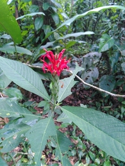 Pachystachys coccinea