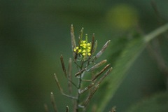 Erysimum cheiranthoides