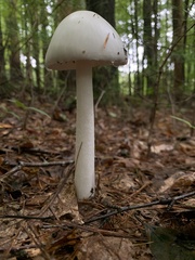 Amanita bisporigera