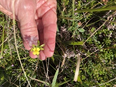 Potentilla erecta