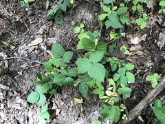 Rubus meracus