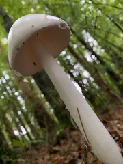 Amanita bisporigera
