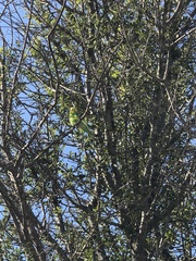 Melopsittacus undulatus domesticus