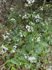 Eupatorieae