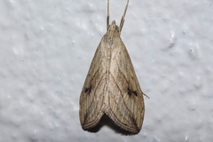 Evergestis forficalis