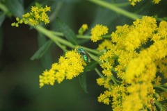 Augochloropsis viridula