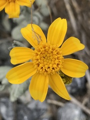 Eriophyllum