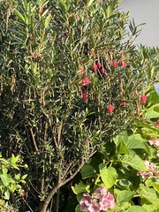 Crinodendron hookerianum