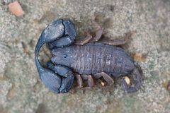 Hormurus