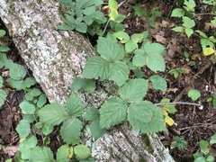 Rubus meracus