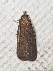 Glyphidocera juniperella