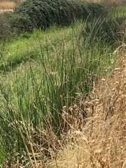 Schoenoplectus acutus