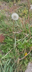 Taraxacum erythrospermum