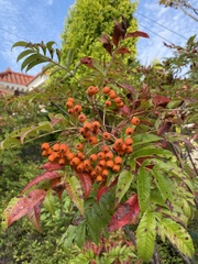 Sorbus aucuparia