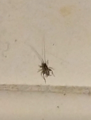 Tachycines asynamorus