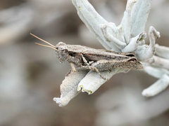 Melanoplus cinereus