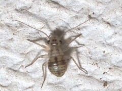 Teliapsocus conterminus