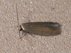 Pigritia