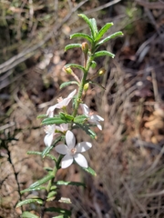 Philotheca hispidula