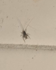 Tachycines asynamorus