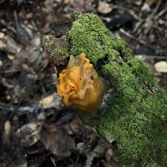 Tremella