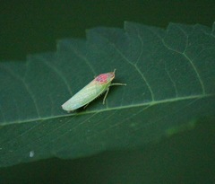 Gyponana octolineata