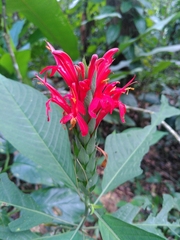 Pachystachys coccinea